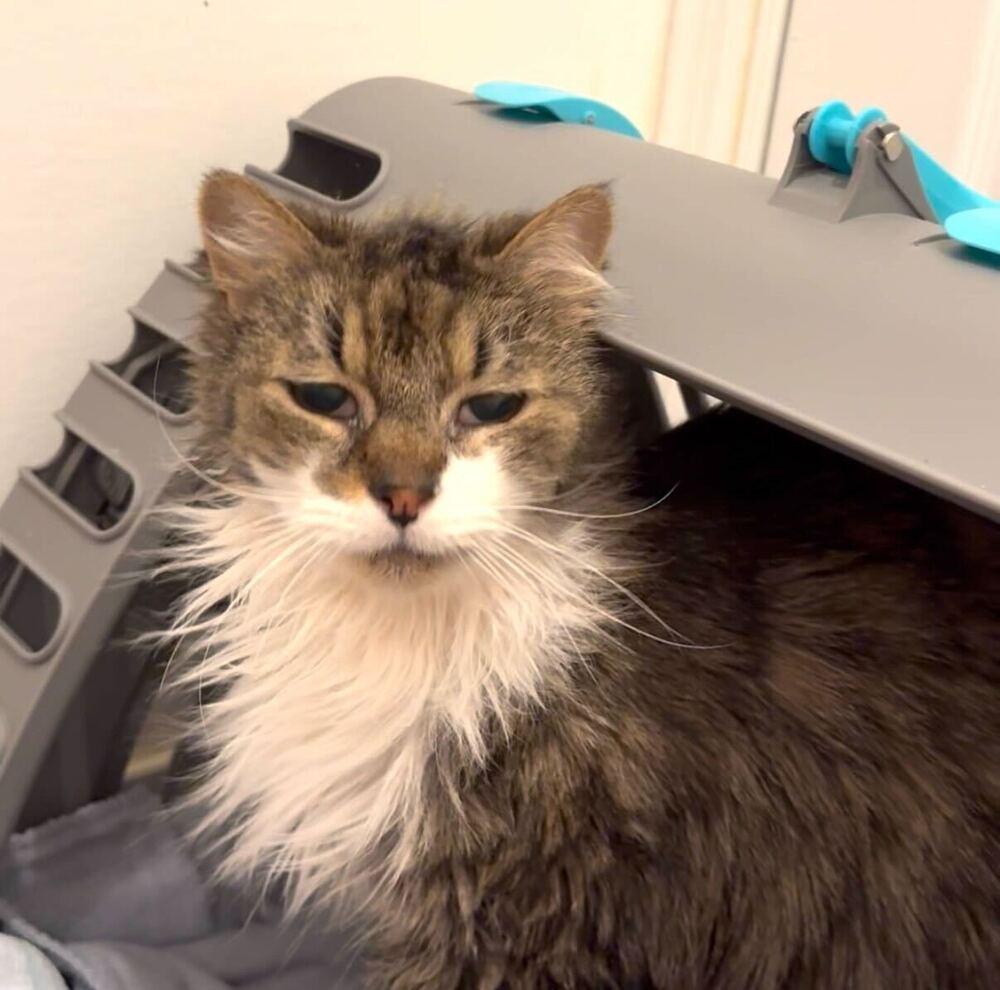 Enlarge Casey, a Adoptable mixed breed in Milltown, NJ image 2/3