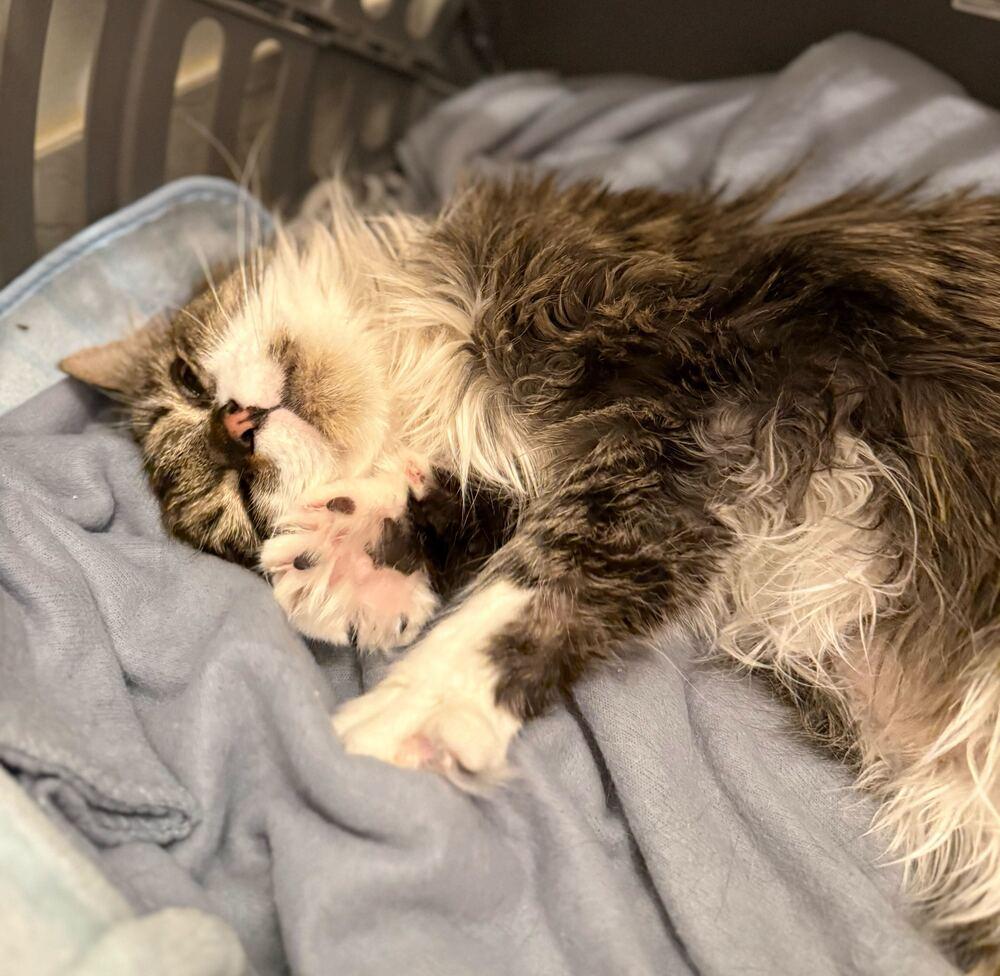 Enlarge Casey, a Adoptable mixed breed in Milltown, NJ image 3/3