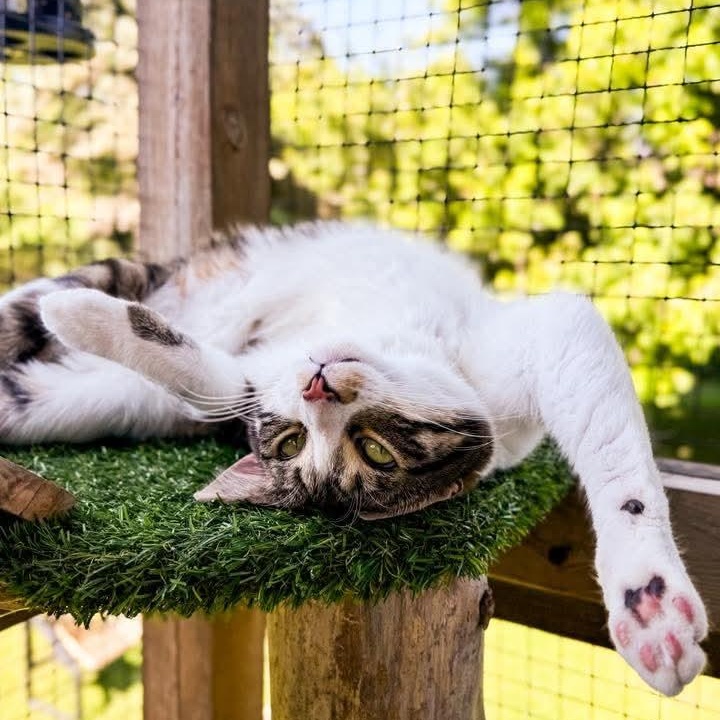 Enlarge Mylo, a Adoptable Tabby in Kentwood, MI image 4/6