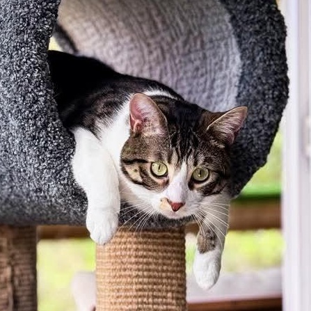 Enlarge Mylo, a Adoptable Tabby in Kentwood, MI image 2/6