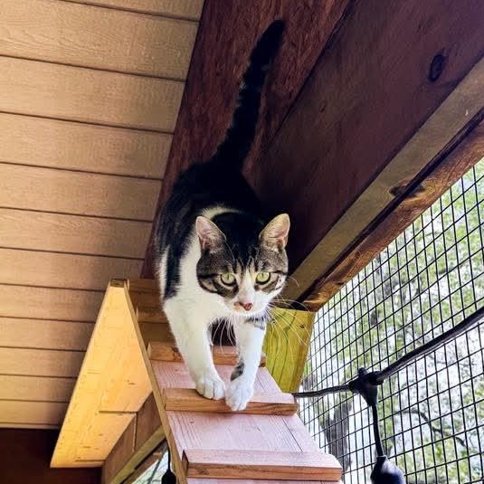 Enlarge Mylo, a Adoptable Tabby in Kentwood, MI image 5/6