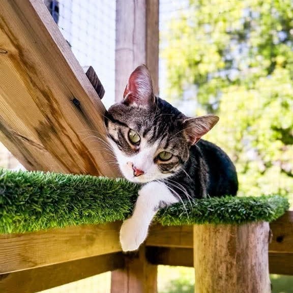 Mylo, Adoptable, Adult Male Tabby.