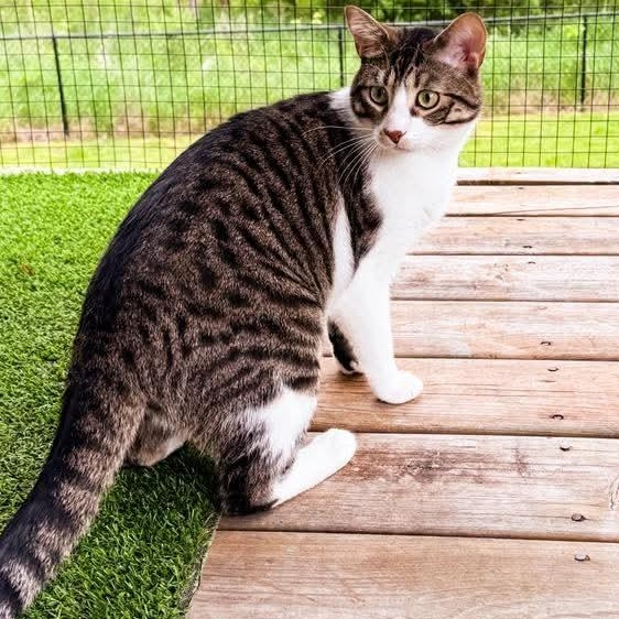 Enlarge Mylo, a Adoptable Tabby in Kentwood, MI image 3/6