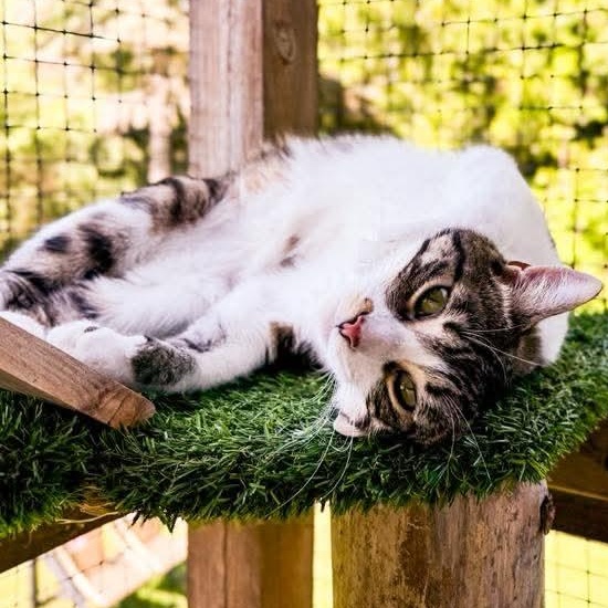 Enlarge Mylo, a Adoptable Tabby in Kentwood, MI image 6/6