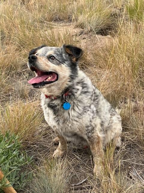 Patches, an adoptable Australian Cattle Dog / Blue Heeler in Pinedale, WY, 82941 | Photo Image 3