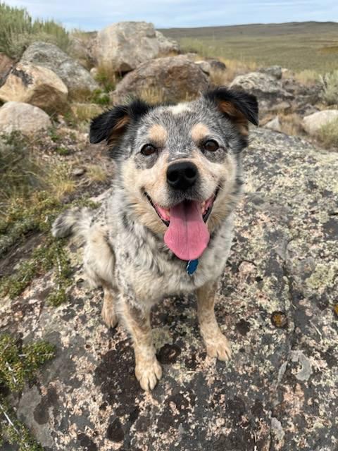 Patches, an adoptable Australian Cattle Dog / Blue Heeler in Pinedale, WY, 82941 | Photo Image 1