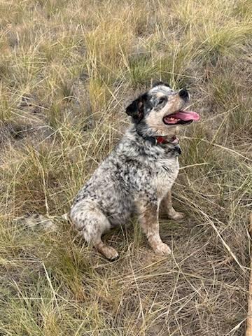 Patches, an adoptable Australian Cattle Dog / Blue Heeler in Pinedale, WY, 82941 | Photo Image 2