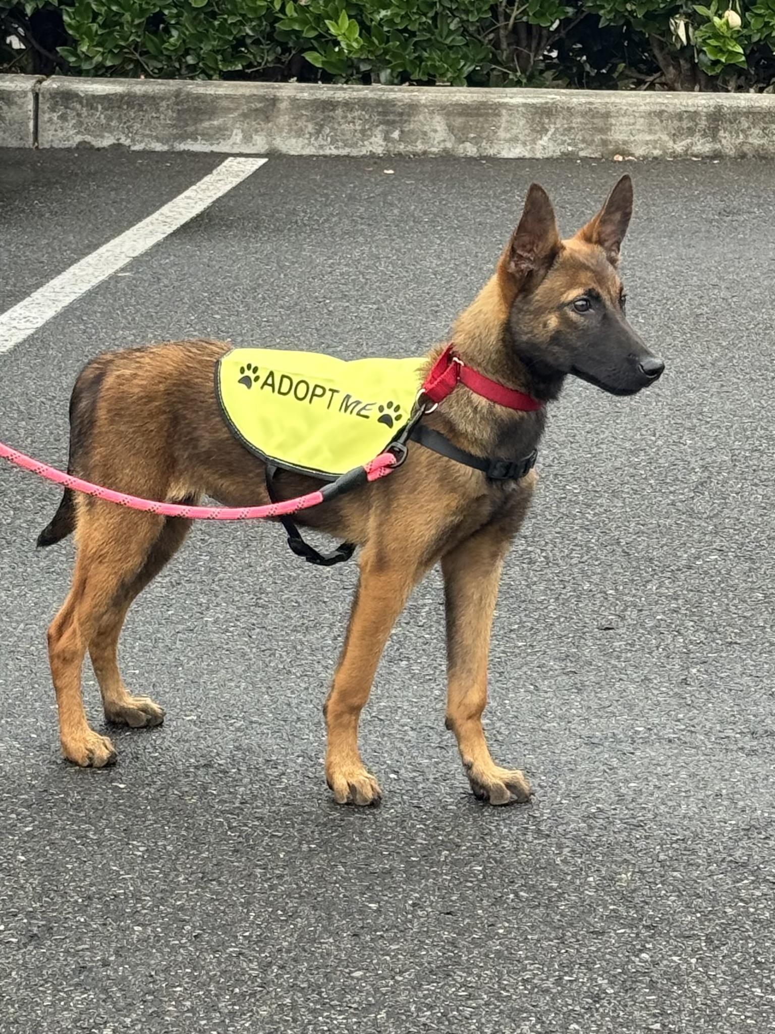Gisela Belgian Shepherd / Malinois Dog