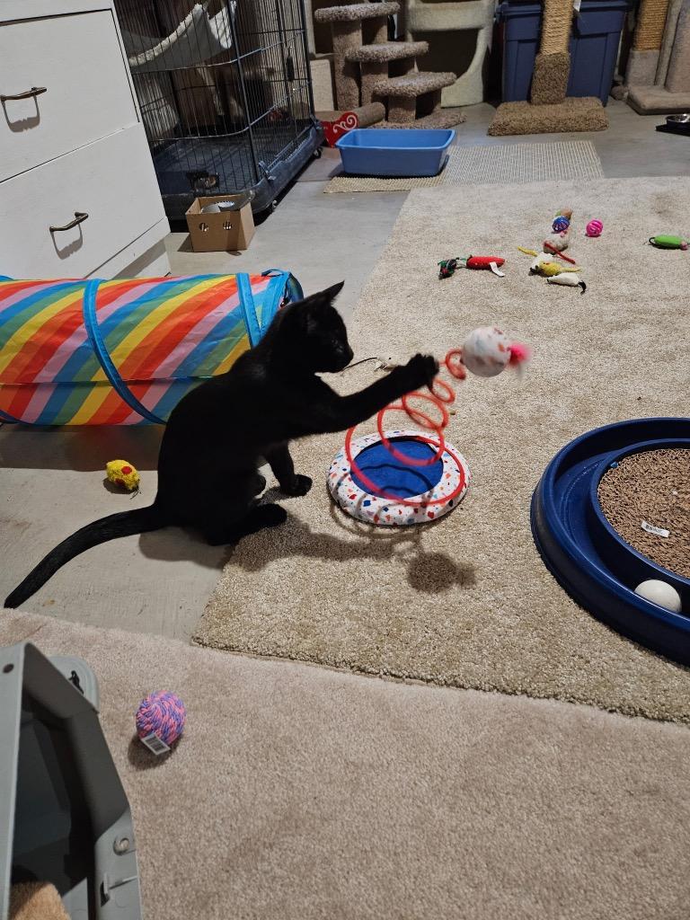 Chopin, a Adoptable mixed breed in Minnetonka, MN image 1/2