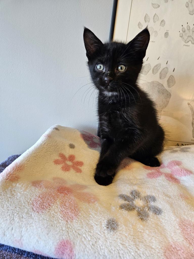 Chopin, a Adoptable mixed breed in Minnetonka, MN image 2/2