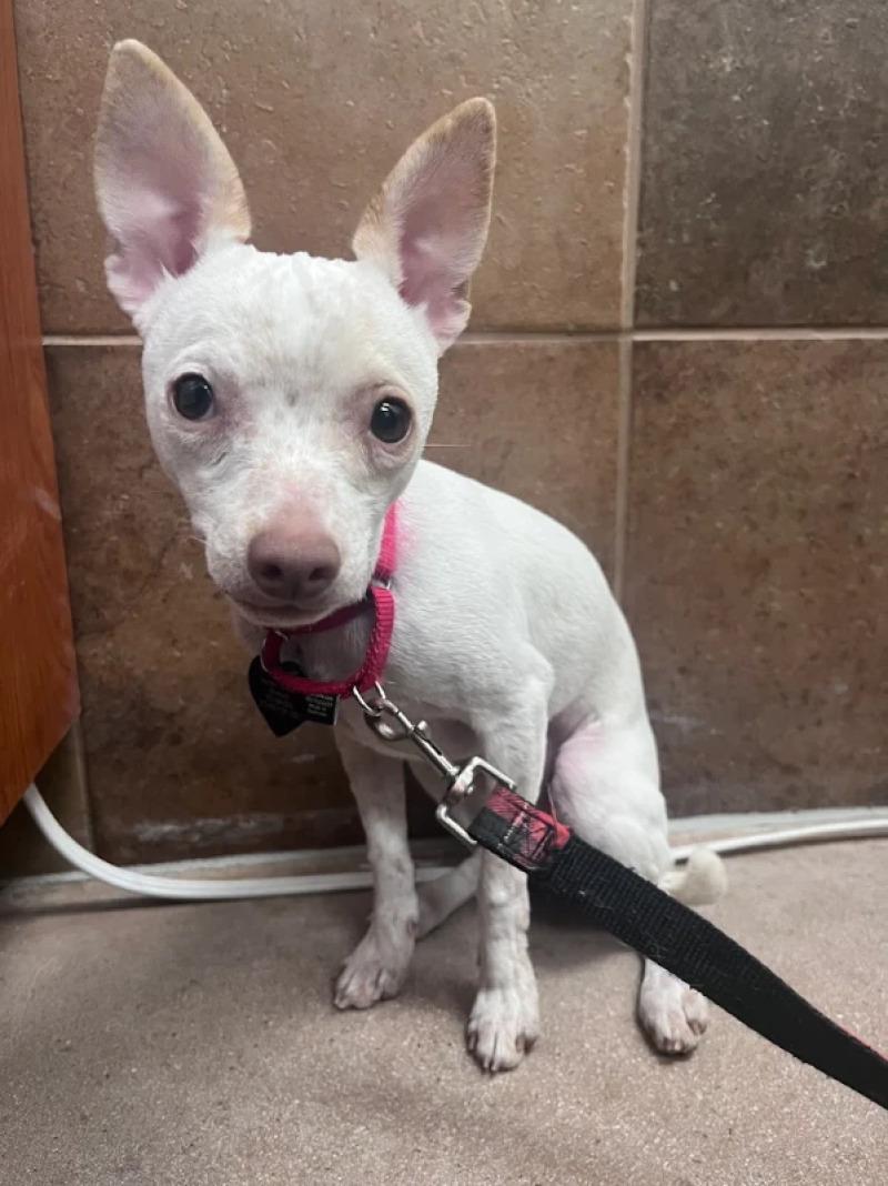 Captain, Adoptable, Young Female Chihuahua & Mixed Breed.