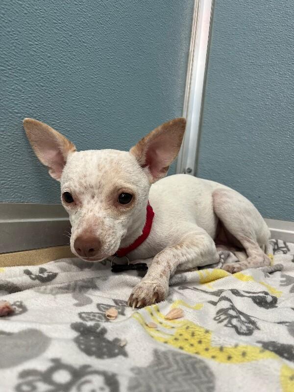 Captain, Adoptable, Young Female Chihuahua & Mixed Breed.