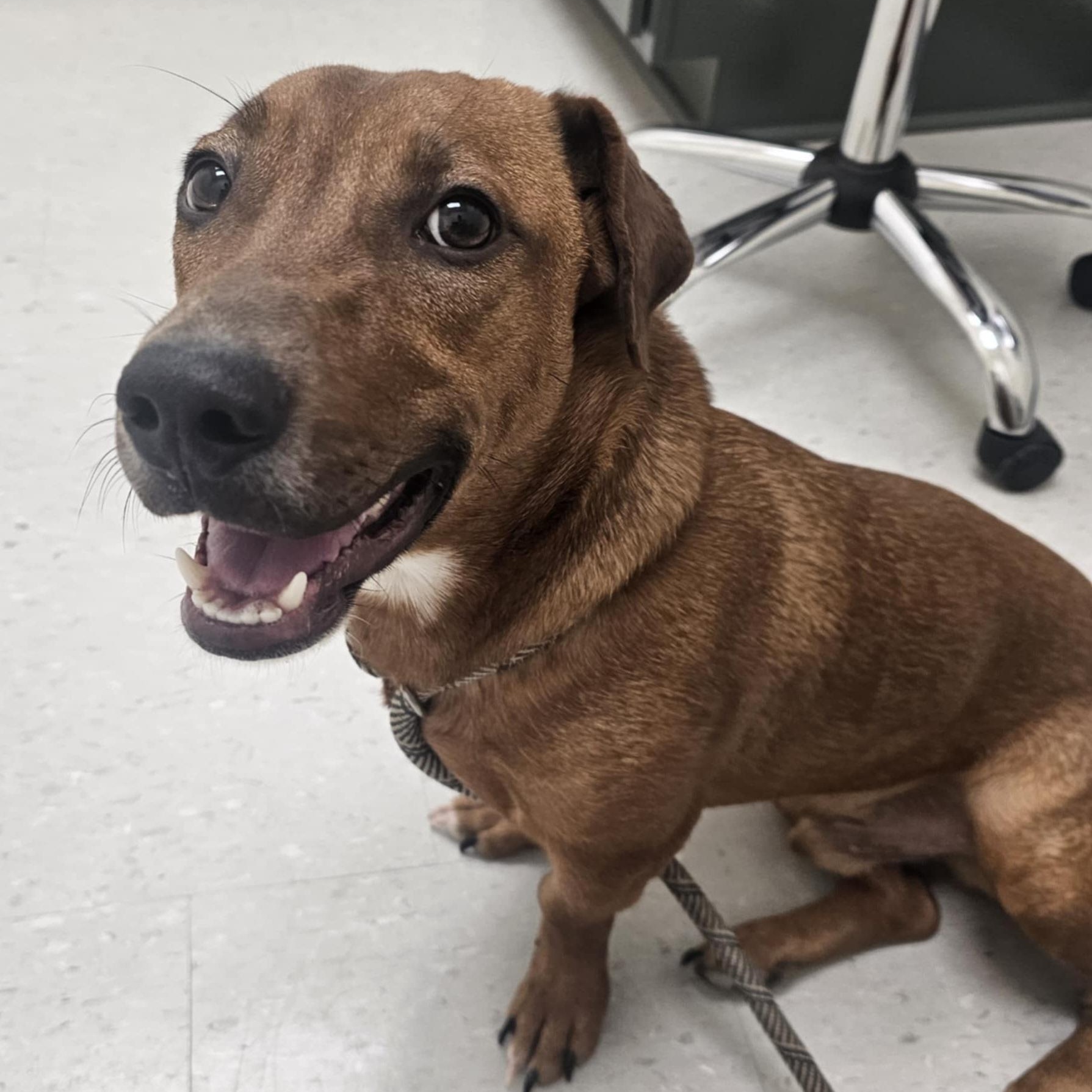 KIT, a Adoptable mixed breed in Evansville, WI image 2/2