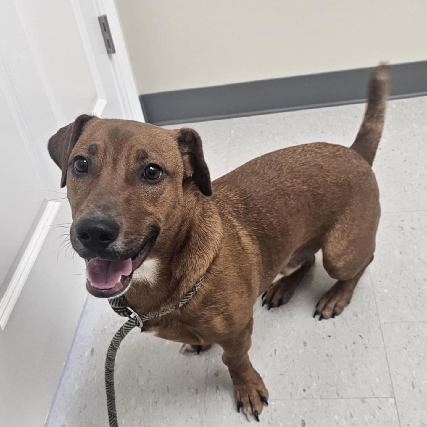 KIT, Adoptable, Adult Male Dachshund & Corgi.