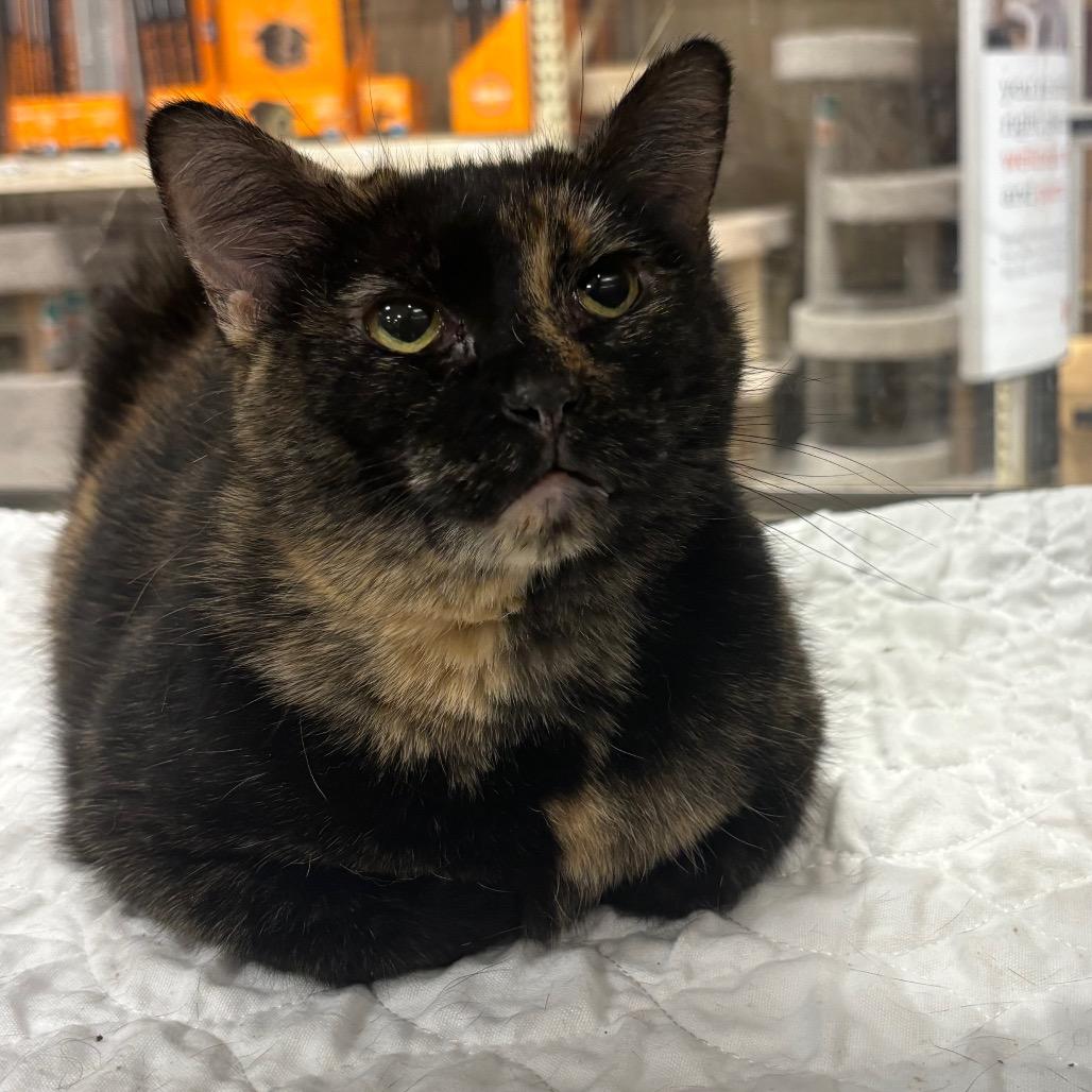 Margie, Adoptable, Adult Female Domestic Short Hair.