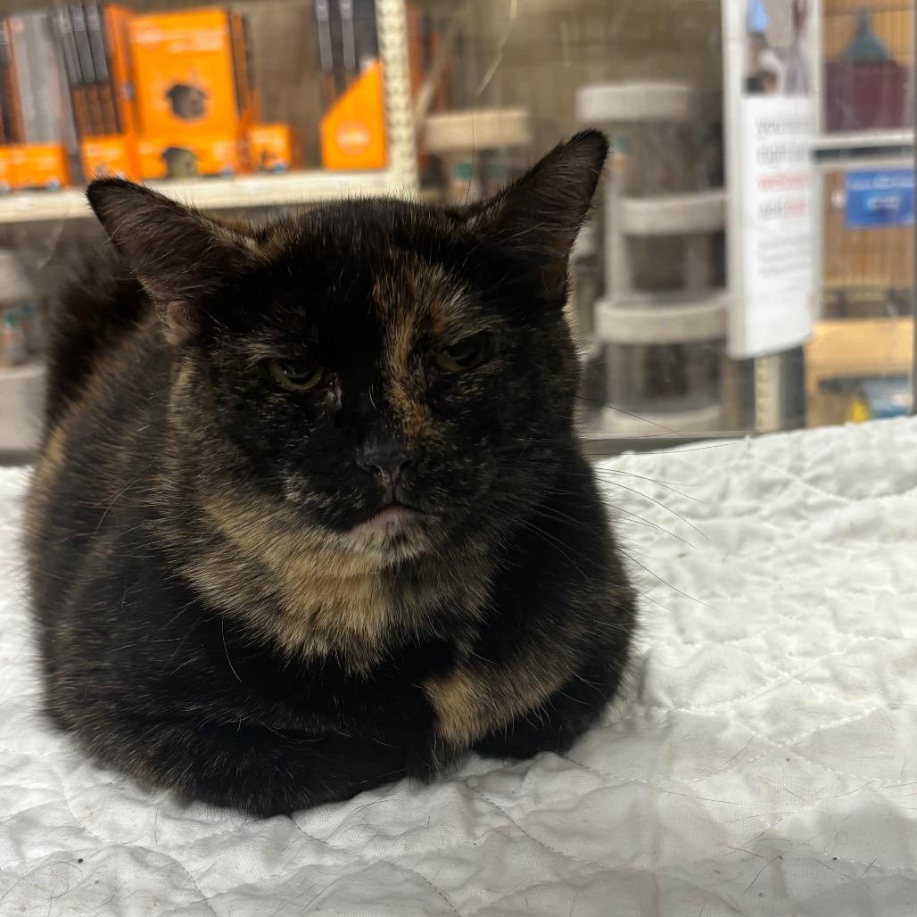 Margie, a Adoptable Domestic Short Hair in Columbia, MO image 3/5