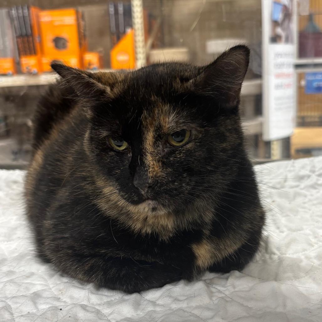 Margie, a Adoptable Domestic Short Hair in Columbia, MO image 4/5