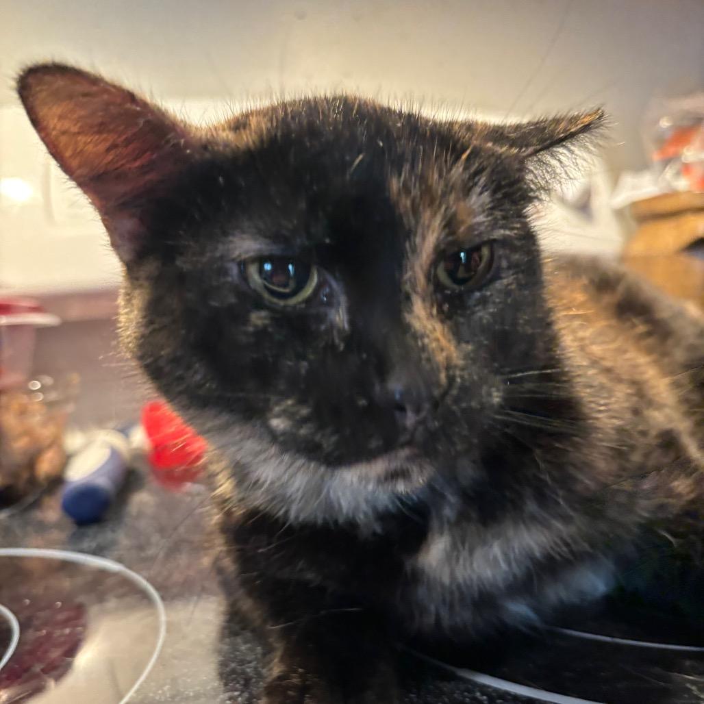 Margie, a Adoptable Domestic Short Hair in Columbia, MO image 5/5
