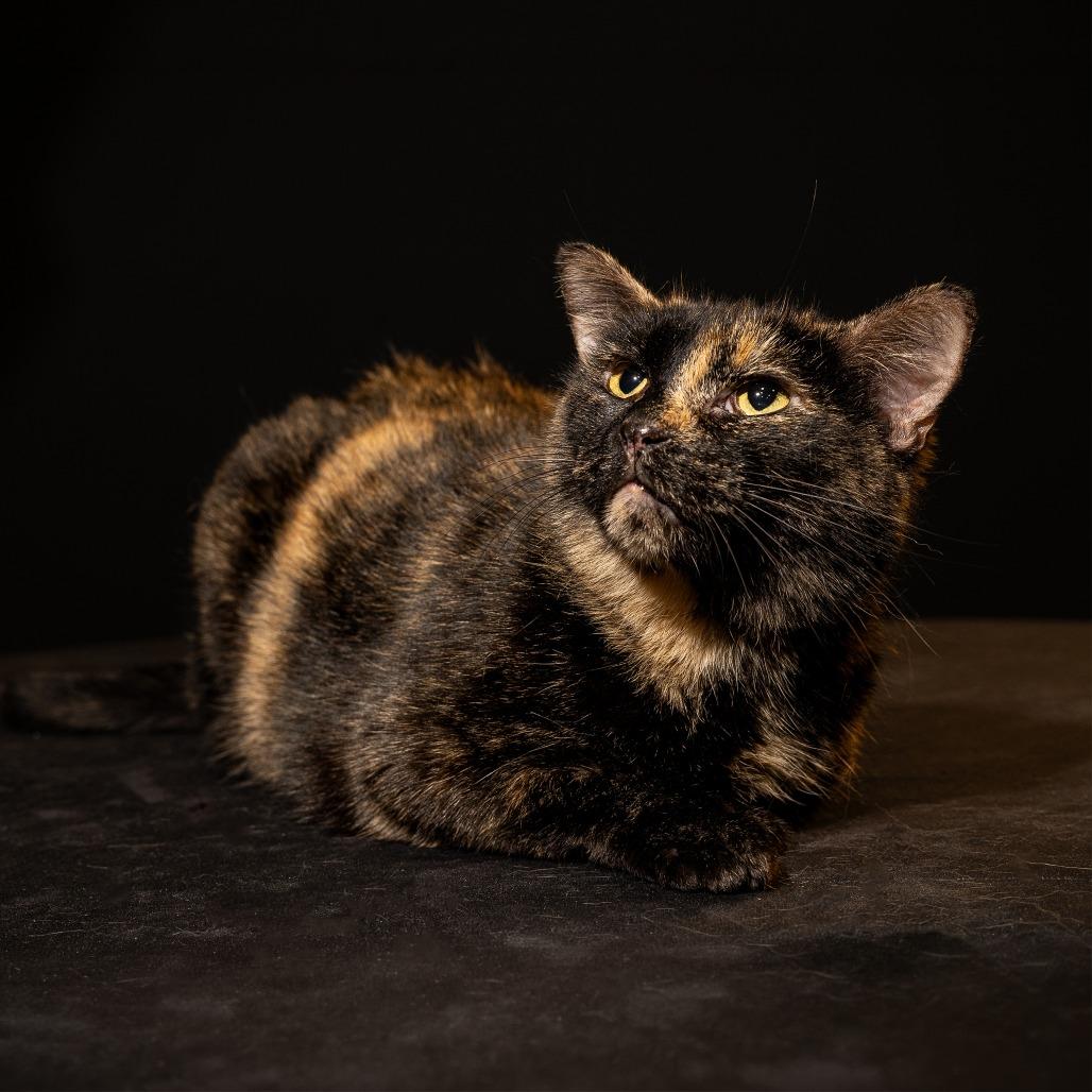 Margie, a Adoptable Domestic Short Hair in Columbia, MO image 2/5