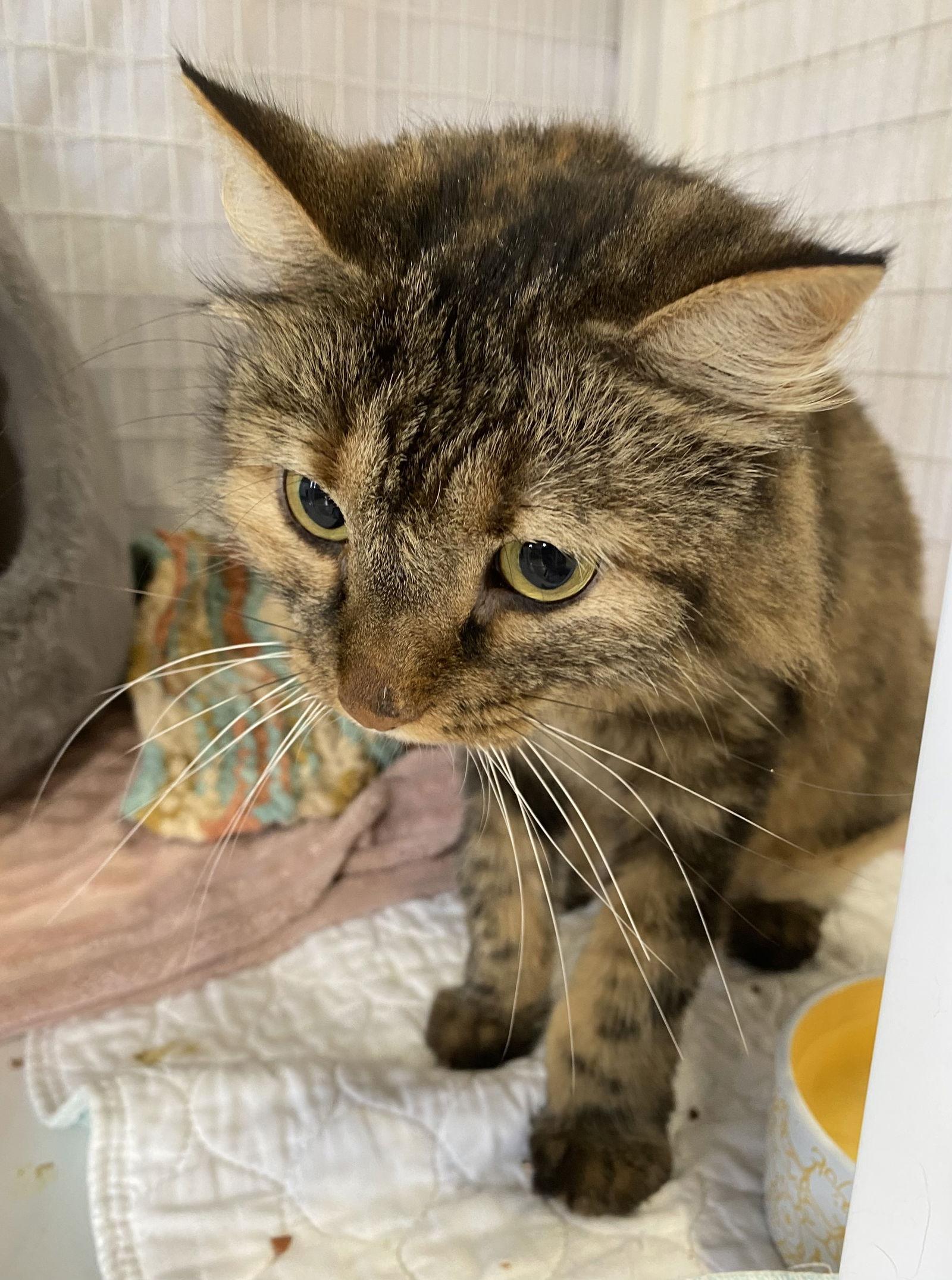 Poppy NC, Adoptable, Senior Female Domestic Medium Hair & Torbie.