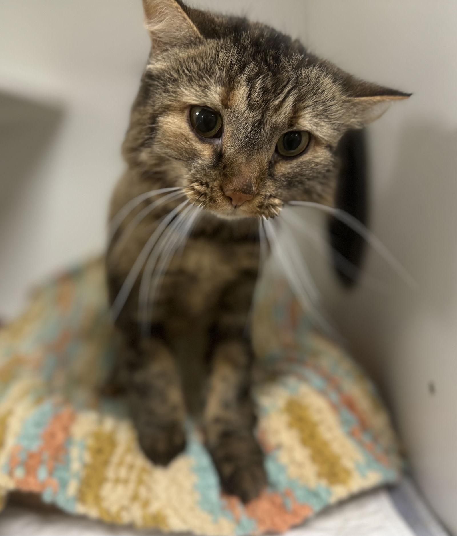 Poppy NC, a Adoptable mixed breed in Satellite Beach, FL image 2/3