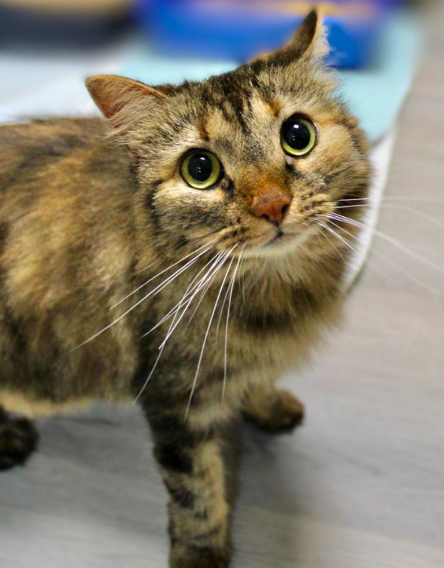 Poppy NC, a Adoptable mixed breed in Satellite Beach, FL image 3/3