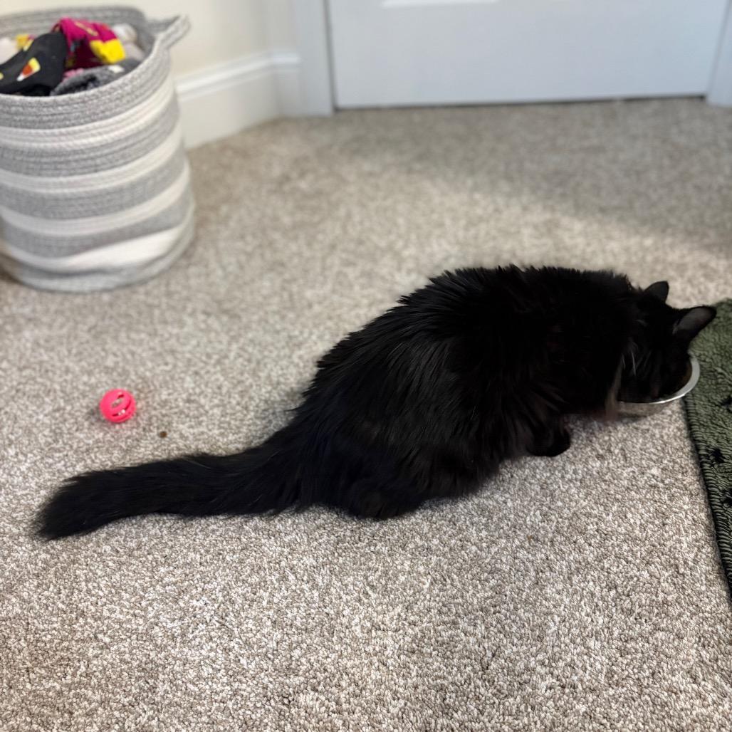 Korey, Adoptable, Adult Female Domestic Long Hair.