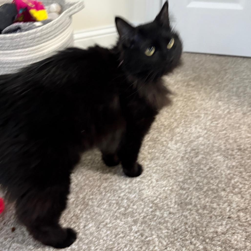 Korey, a Adoptable Domestic Long Hair in St. Paul, MN image 2/6