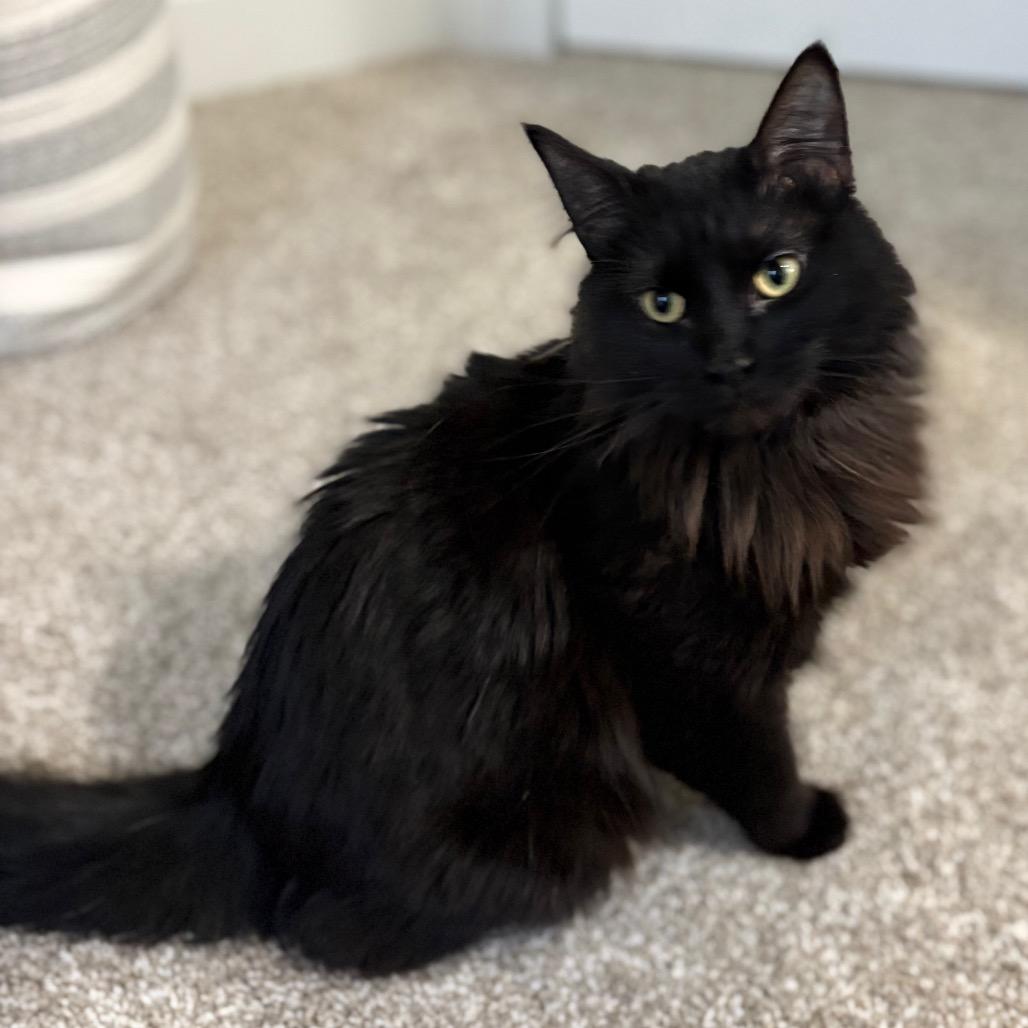 Korey, a Adoptable Domestic Long Hair in St. Paul, MN image 3/6