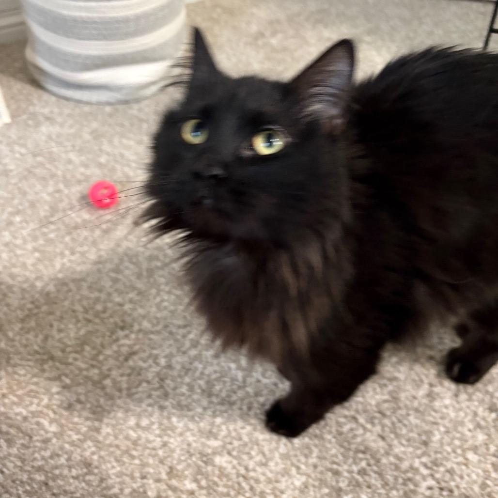 Korey, a Adoptable Domestic Long Hair in St. Paul, MN image 4/6