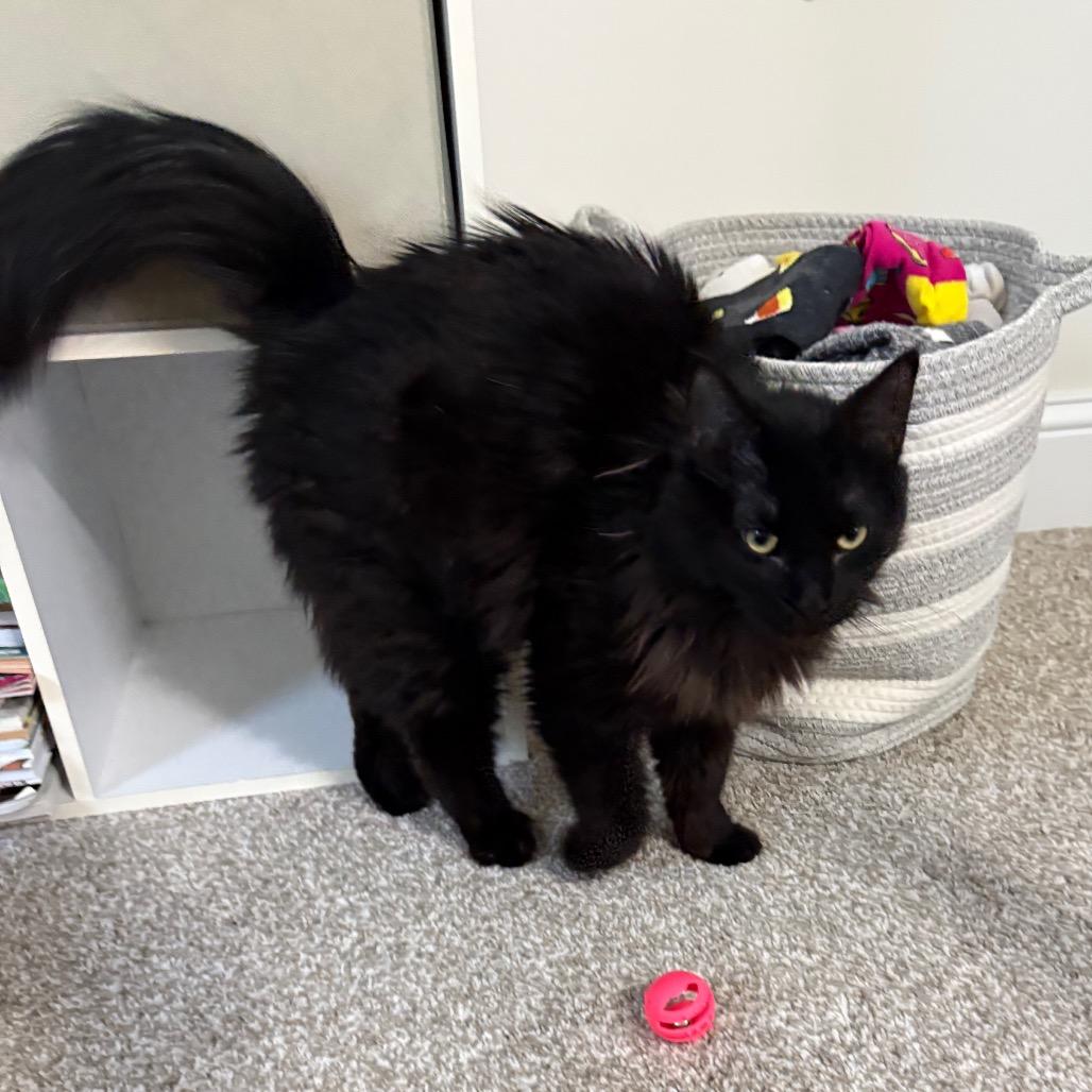 Korey, a Adoptable Domestic Long Hair in St. Paul, MN image 5/6