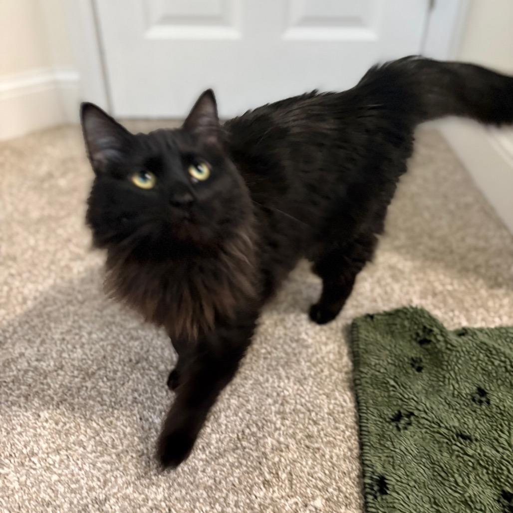 Korey, a Adoptable Domestic Long Hair in St. Paul, MN image 6/6