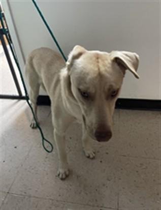 Enlarge NAVY BEAN, a Adoptable mixed breed in Killeen, TX image 1/1