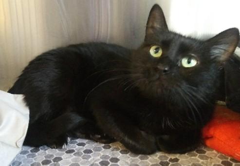 Violet, ADOPTABLE, Young Female Domestic Short Hair.