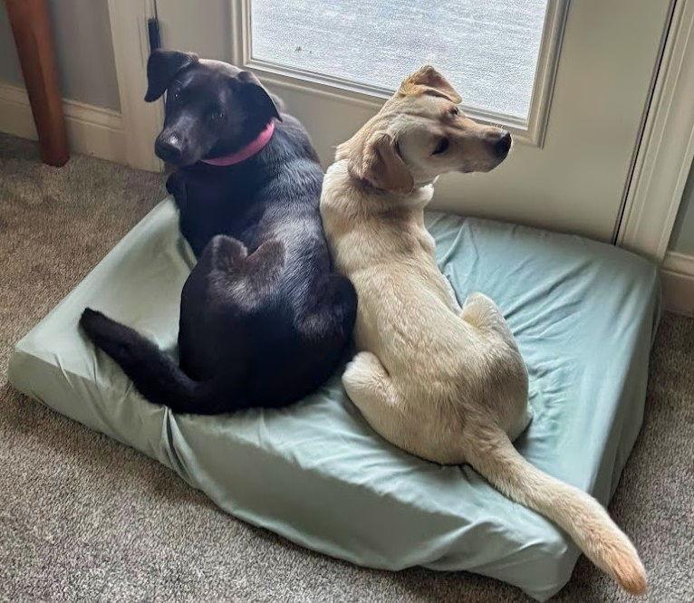 Enlarge Granny, a Adoptable Labrador Retriever in Minneapolis, MN image 1/3