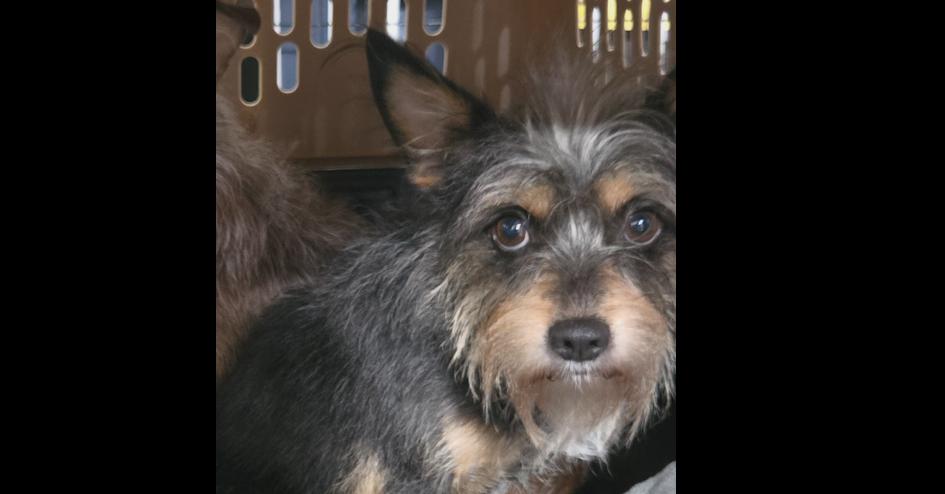 Yiyah, a Adoptable mixed breed in Papillion, NE image 2/3
