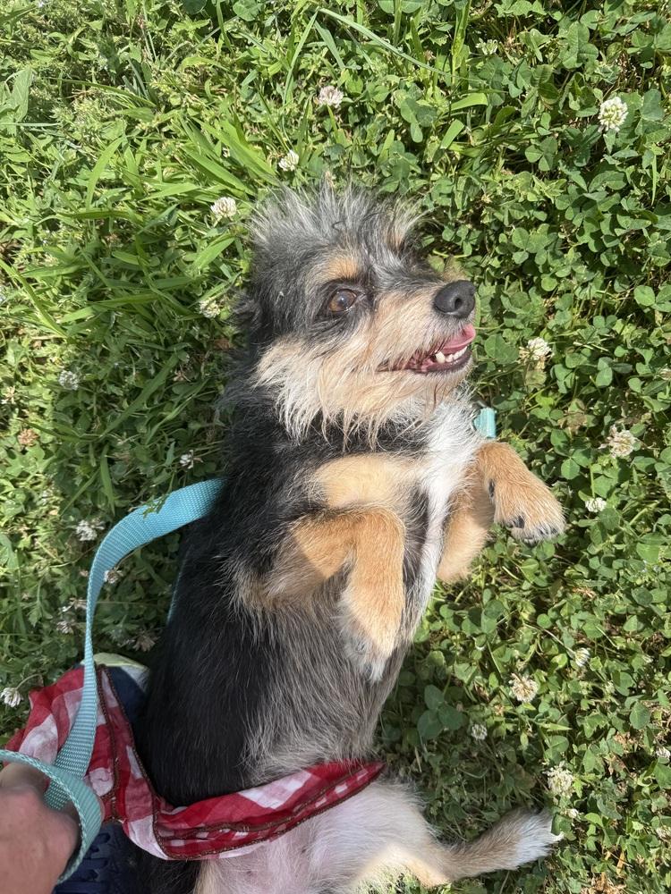 Yiyah, a Adoptable mixed breed in Papillion, NE image 3/3