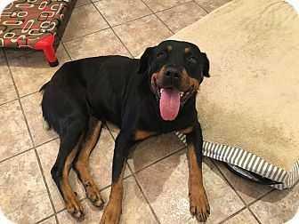 Betty Boop, Adopted, Adult Female Rottweiler.