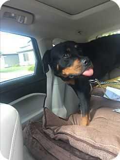 Enlarge Betty Boop, a Adopted Rottweiler in Gilbert, AZ image 2/4