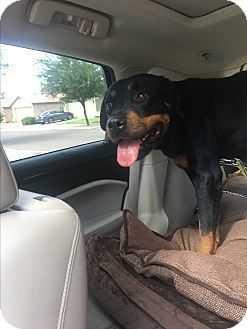 Enlarge Betty Boop, a Adopted Rottweiler in Gilbert, AZ image 4/4