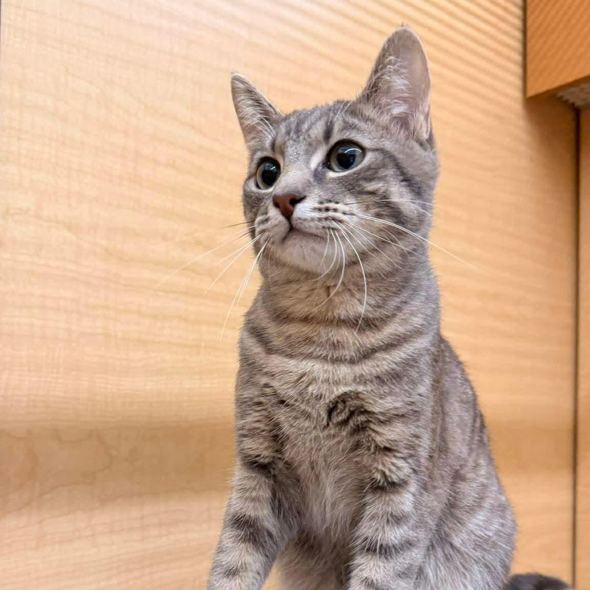 Gus Gus, ADOPTABLE, Kitten Male Tabby & Domestic Short Hair.