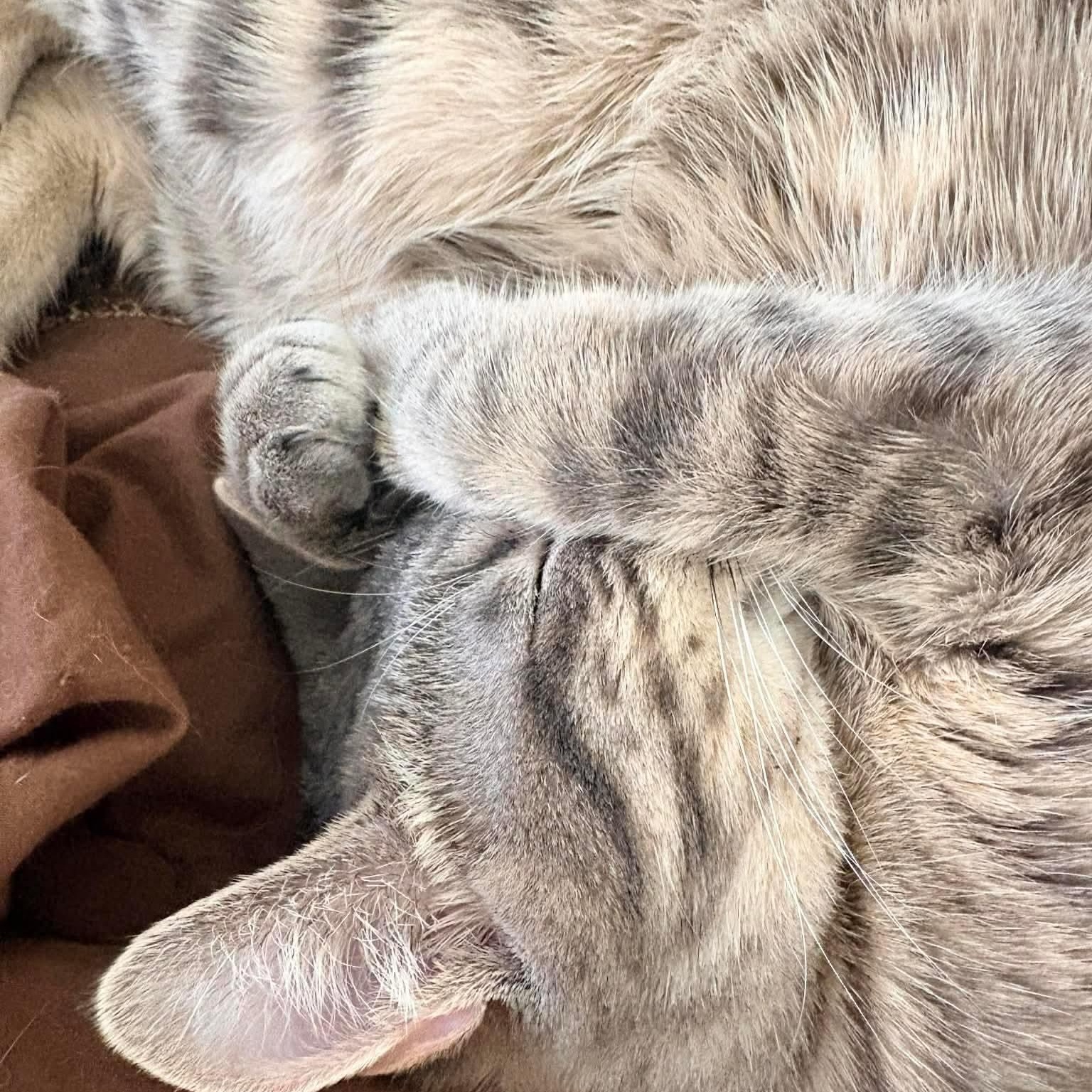 Enlarge Gus Gus, a ADOPTABLE mixed breed in Gladstone, OR image 5/6