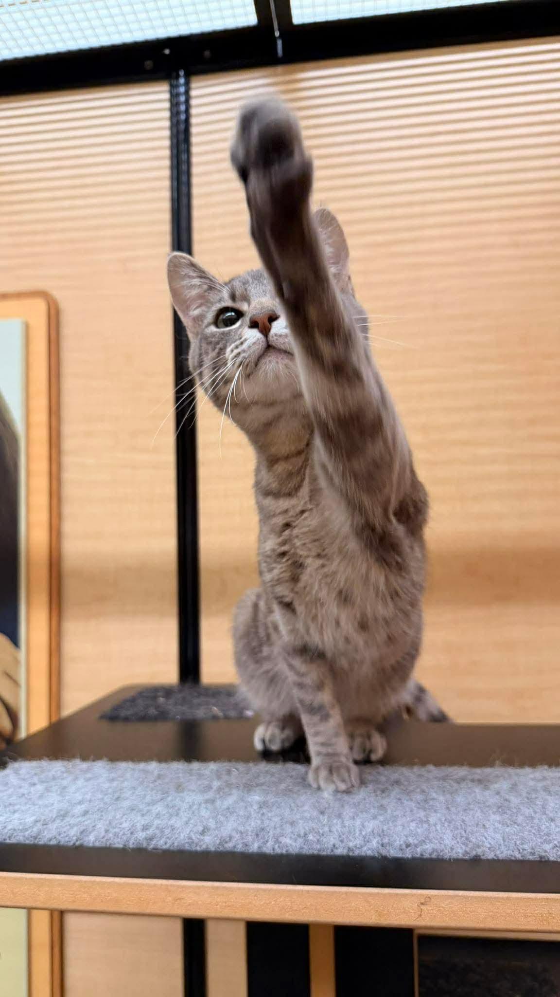 Enlarge Gus Gus, a ADOPTABLE mixed breed in Gladstone, OR image 2/6