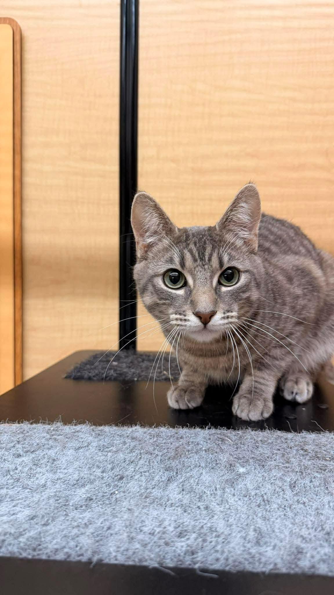 Enlarge Gus Gus, a ADOPTABLE mixed breed in Gladstone, OR image 3/6