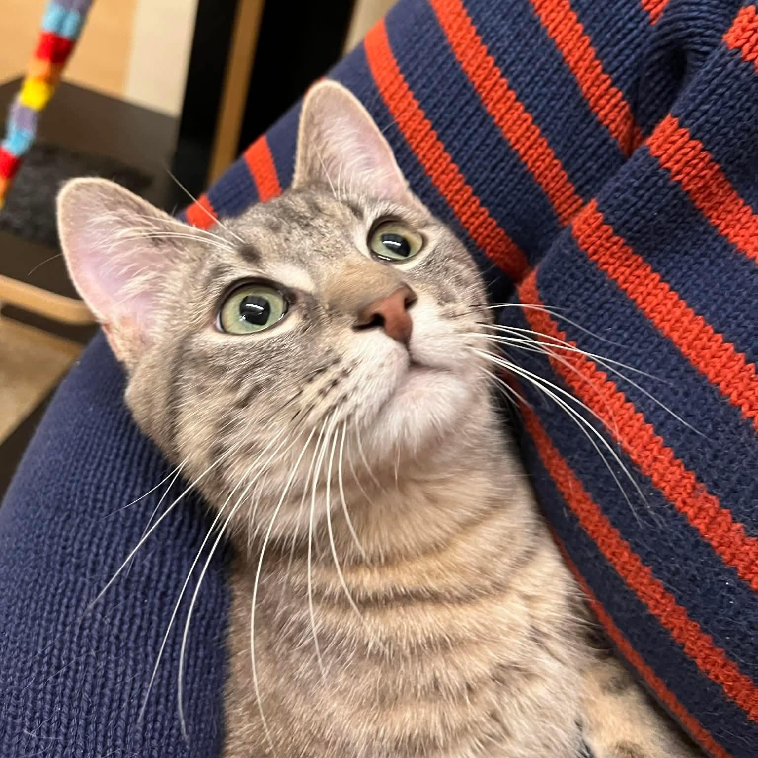 Enlarge Gus Gus, a ADOPTABLE mixed breed in Gladstone, OR image 4/6