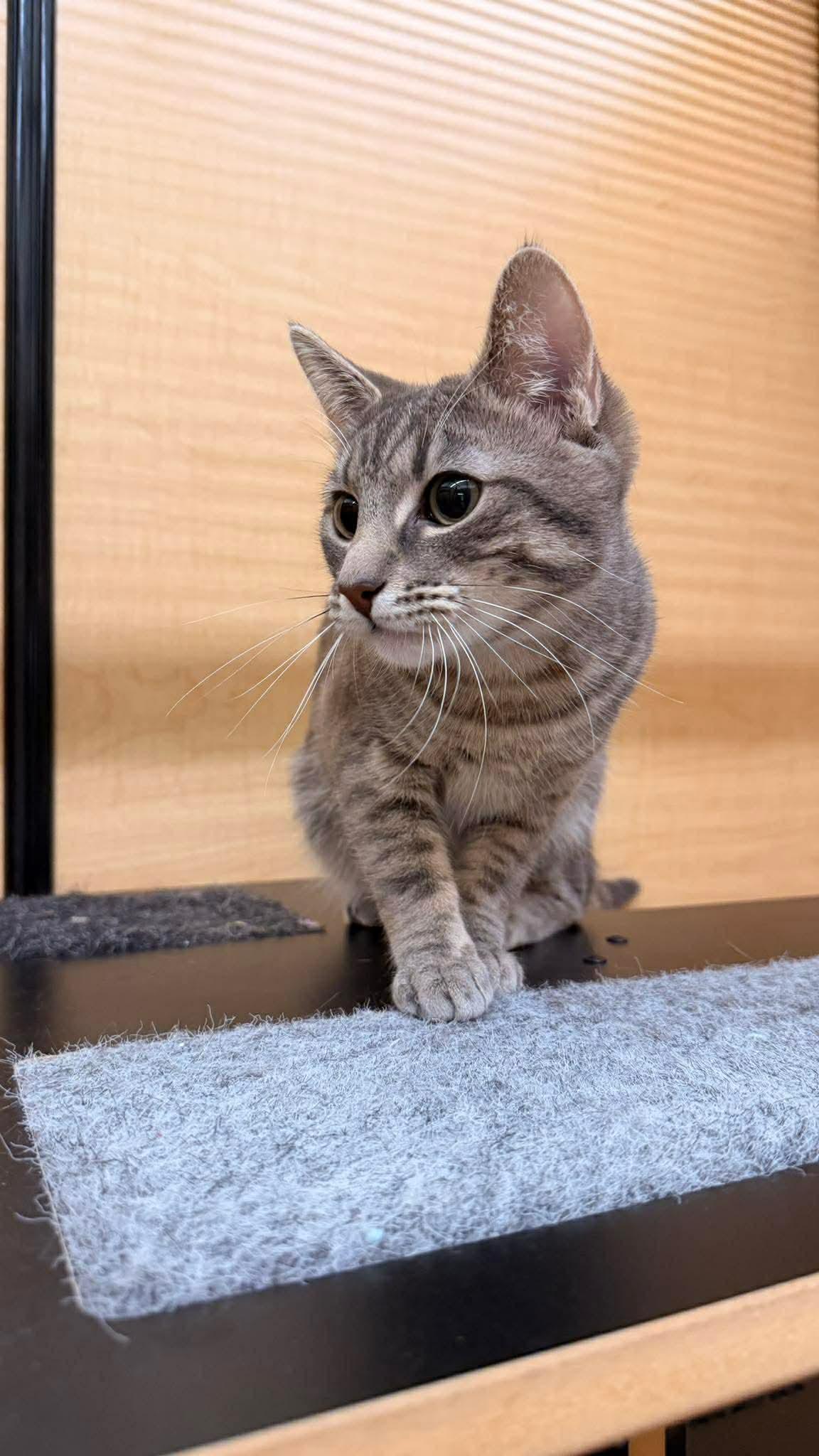 Enlarge Gus Gus, a ADOPTABLE mixed breed in Gladstone, OR image 6/6