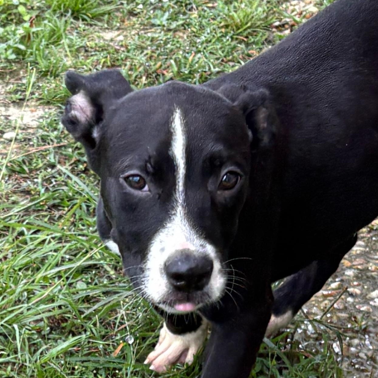James, Young Male Border Collie