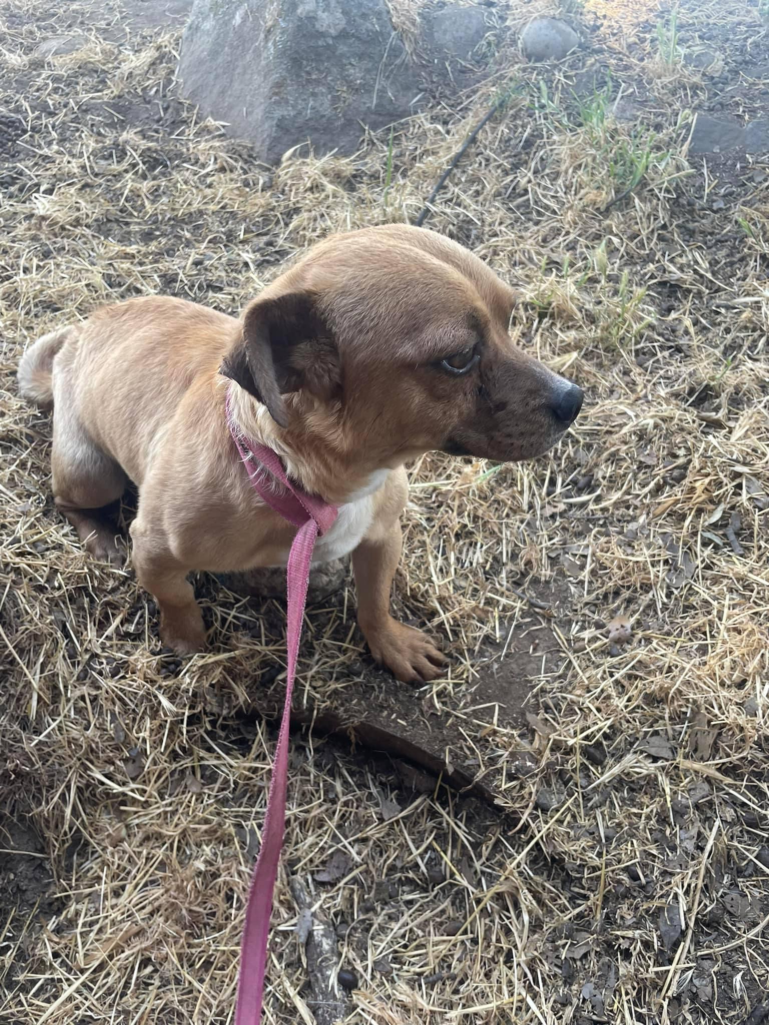 Enlarge Stu, a Adoptable mixed breed in Fresno, CA image 1/2