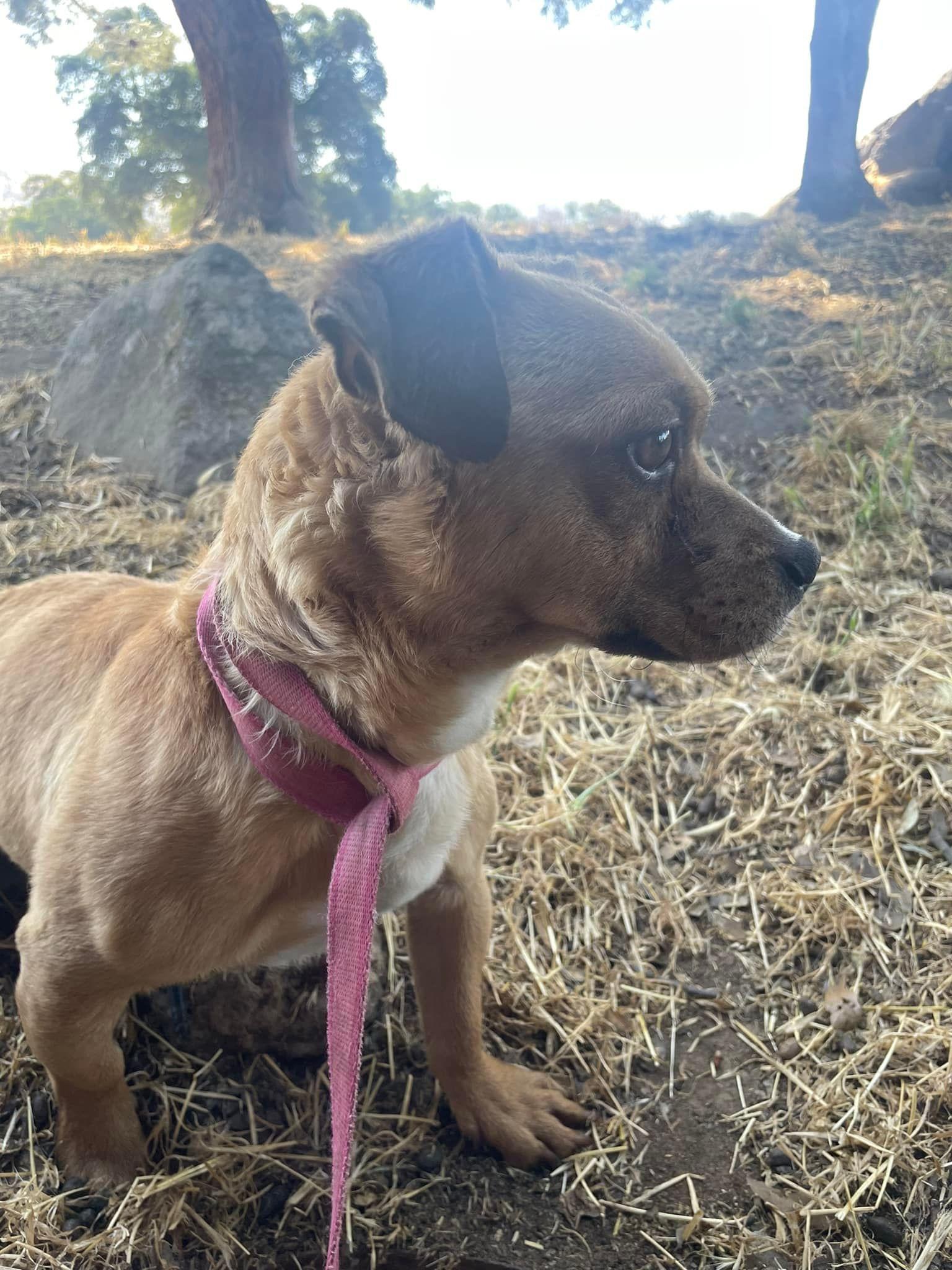 Enlarge Stu, a Adoptable mixed breed in Fresno, CA image 2/2