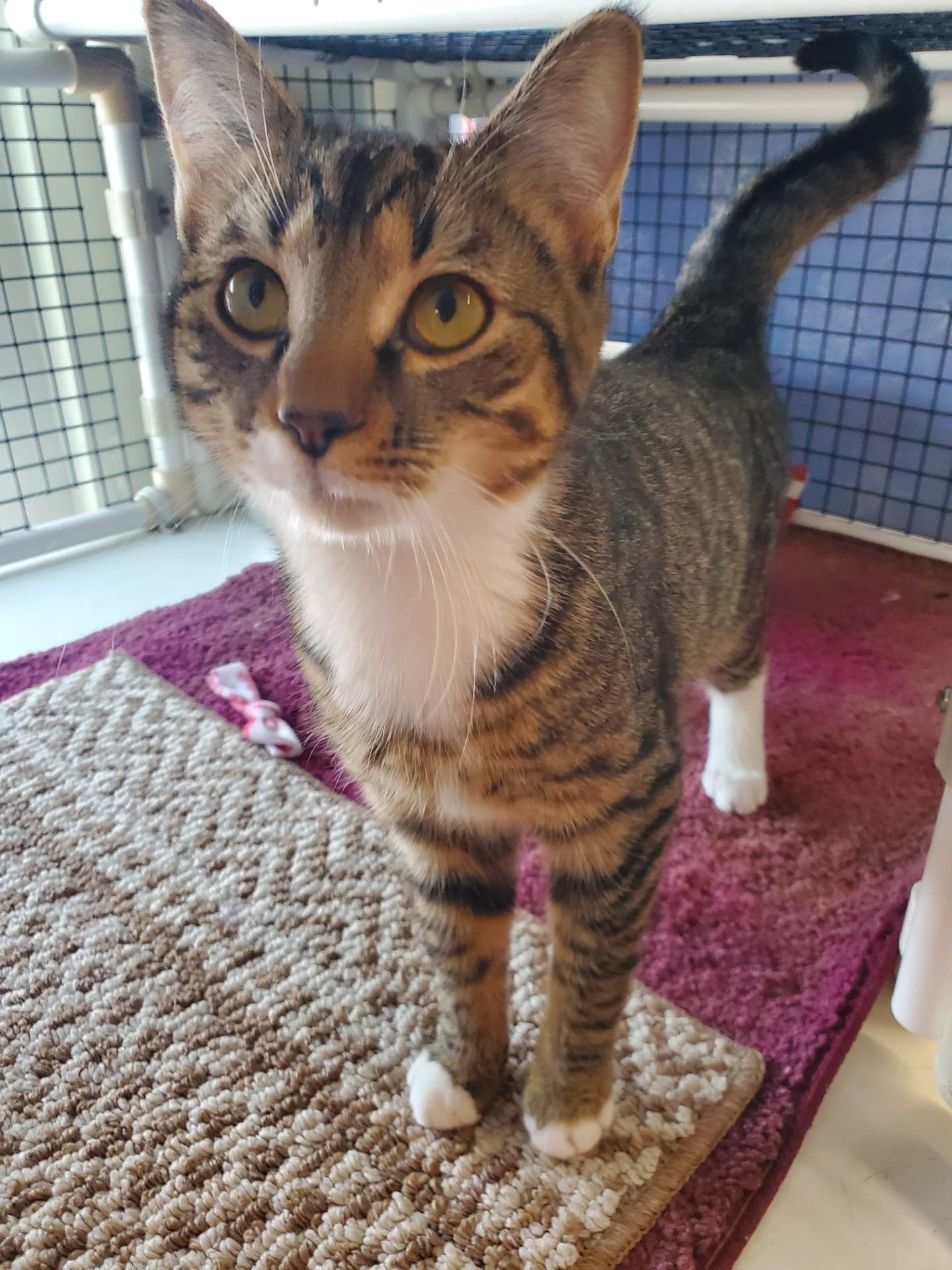 Lemon Meringue, adopted, Young Female Domestic Short Hair.